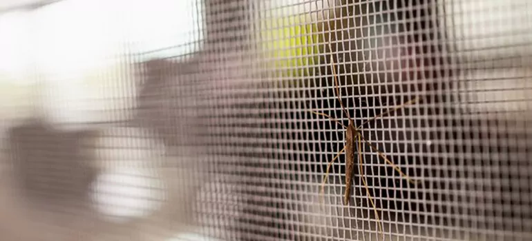 Repair Mosquito Mesh For Windows in Maitland, FL